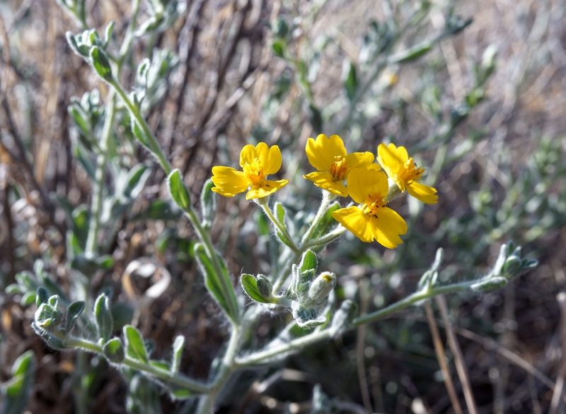 Psilostrophe tagetina, photographed by Andrew Tree