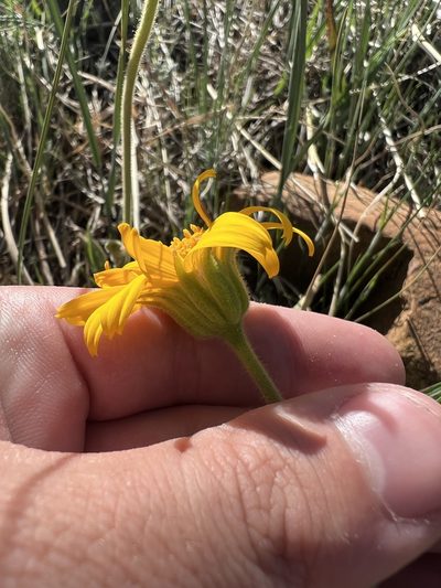 Arnica fulgens, photographed by Jared Shorma