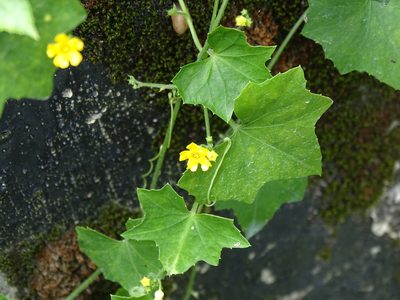 Melothria pendula, photographed by 雲一百香果