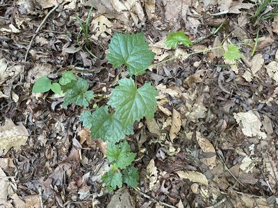 Vitis rotundifolia, photographed by lejones417