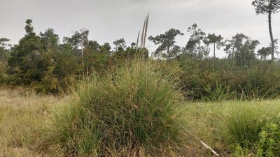 Cortaderia selloana, photographed by Elizabete Marchante