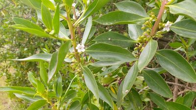 Myoporum laetum, photographed by Elizabete Marchante