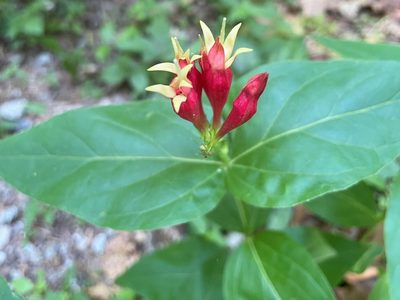 Spigelia marilandica, photographed by lejones417