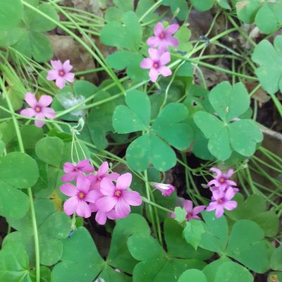 Oxalis articulata, photographed by bogsuckers