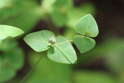 Euphorbia dulcis, photographed by Paul Braun