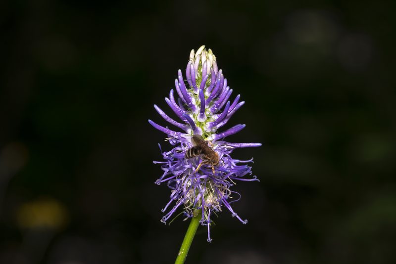 Phyteuma betonicifolium, photographed by Eleftherios Katsillis
