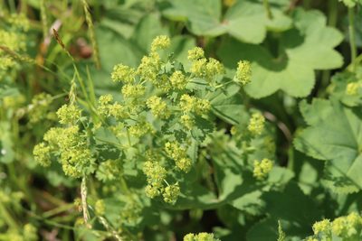 Alchemilla vulgaris, photographed by Paul Braun