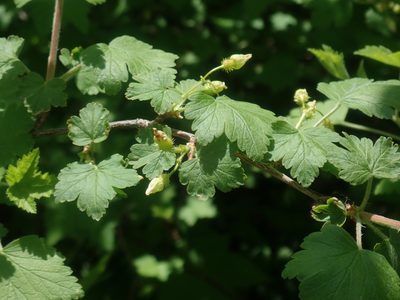 Ribes cynosbati, photographed by Lynn Harper