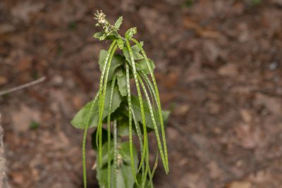 Pseudoturritis turrita, photographed by Eleftherios Katsillis