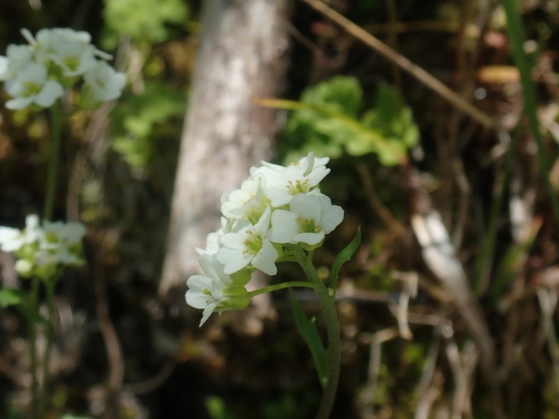 Draba arabisans, photographed by Lynn Harper