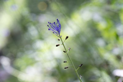 Muscari comosum, photographed by Eleftherios Katsillis