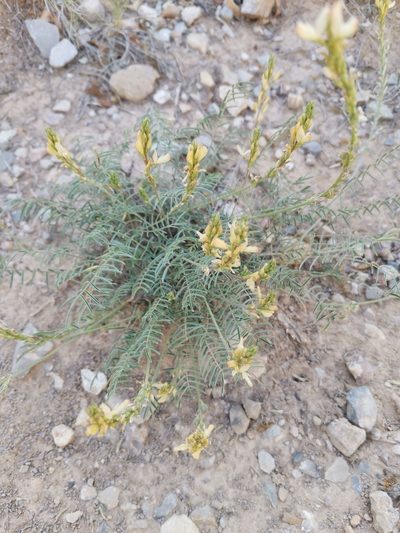 Onobrychis saxatilis, photographed by Roland Godon