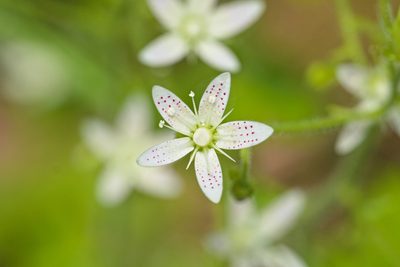 Saxifraga rotundifolia, photographed by Attila Oláh