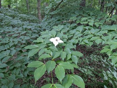 Cornus kousa, photographed by Matthew Gerke