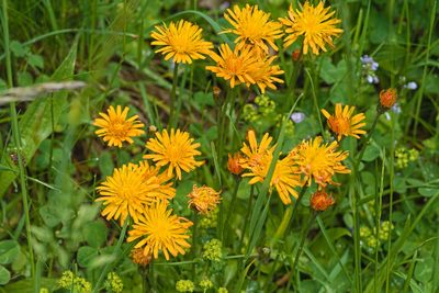Crepis aurea, photographed by Attila Oláh