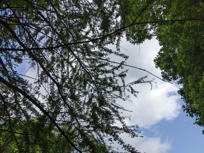 Taxodium distichum, photographed by Matthew Gerke