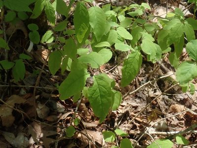 Lonicera canadensis, photographed by Lynn Harper