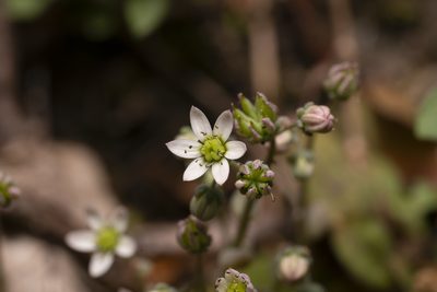 Sedum dasyphyllum, photographed by Eleftherios Katsillis