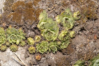 Sempervivum tectorum, photographed by Eleftherios Katsillis