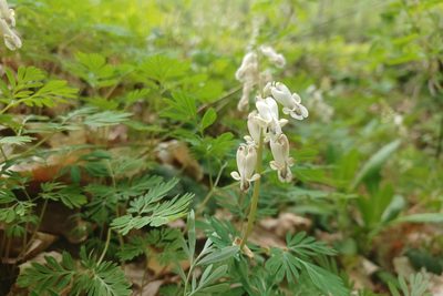Dicentra canadensis, photographed by Quinten Wiegersma