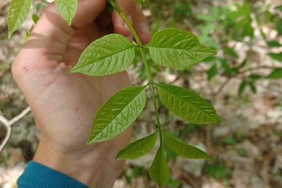Fraxinus americana, photographed by Quinten Wiegersma