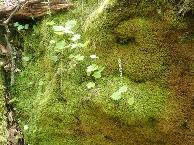 Mitella diphylla, photographed by Lynn Harper