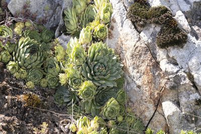 Sempervivum tectorum, photographed by Eleftherios Katsillis