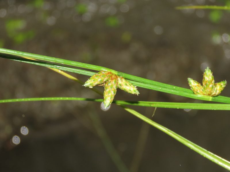 Schoenoplectiella juncoides, photographed by chiuluan
