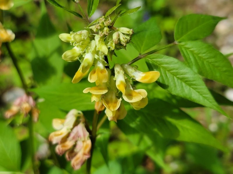 Vicia oroboides, photographed by Elias