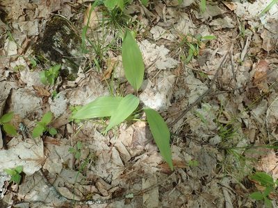 Allium tricoccum, photographed by Lynn Harper