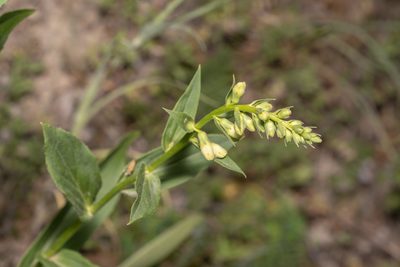 Digitalis lutea, photographed by Eleftherios Katsillis