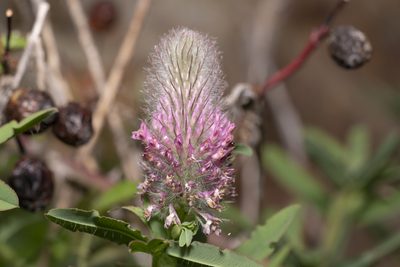 Trifolium rubens, photographed by Eleftherios Katsillis