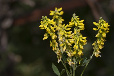 Melilotus indicus, photographed by Eleftherios Katsillis