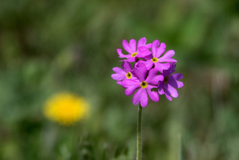 Primula cortusoides, photographed by Нурхайдарова Татьяна