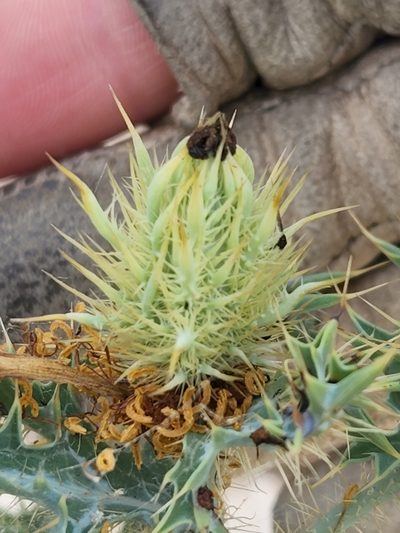 Argemone aurantiaca, photographed by Jo Roberts