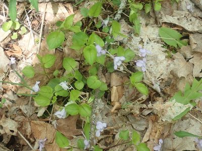 Viola rostrata, photographed by Lynn Harper