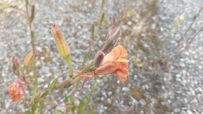 Oenothera stricta, photographed by Elizabete Marchante