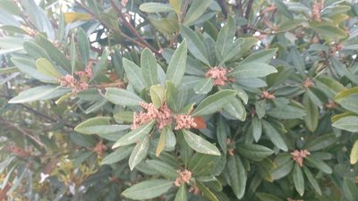 Myrica faya, photographed by Elizabete Marchante