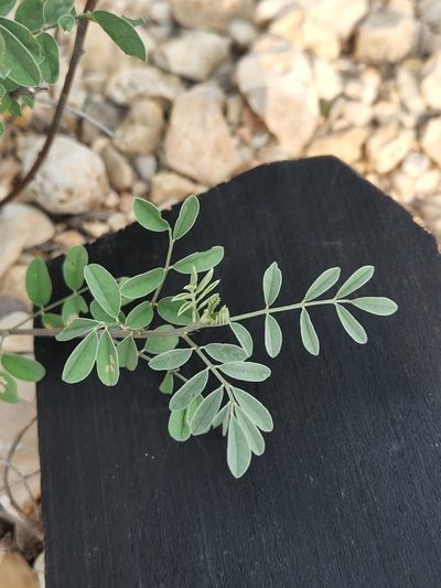 Indigofera lindheimeriana, photographed by Jo Roberts