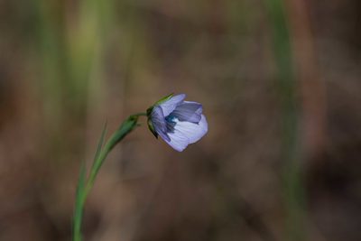 Linum bienne, photographed by Jeremiah Degenhardt