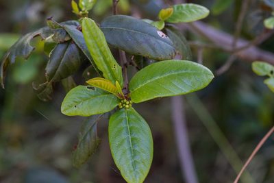 Frangula californica