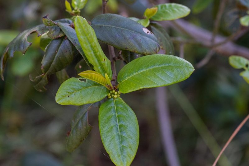 Frangula californica, photographed by Jeremiah Degenhardt