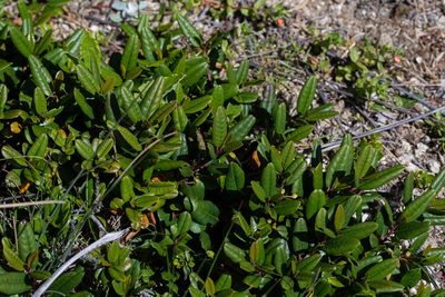 Frangula californica, photographed by Jeremiah Degenhardt