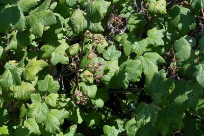 Ribes sanguineum, photographed by Jeremiah Degenhardt