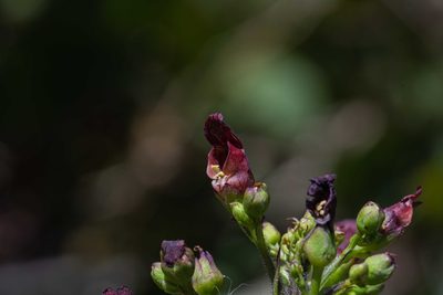 Scrophularia californica, photographed by Jeremiah Degenhardt