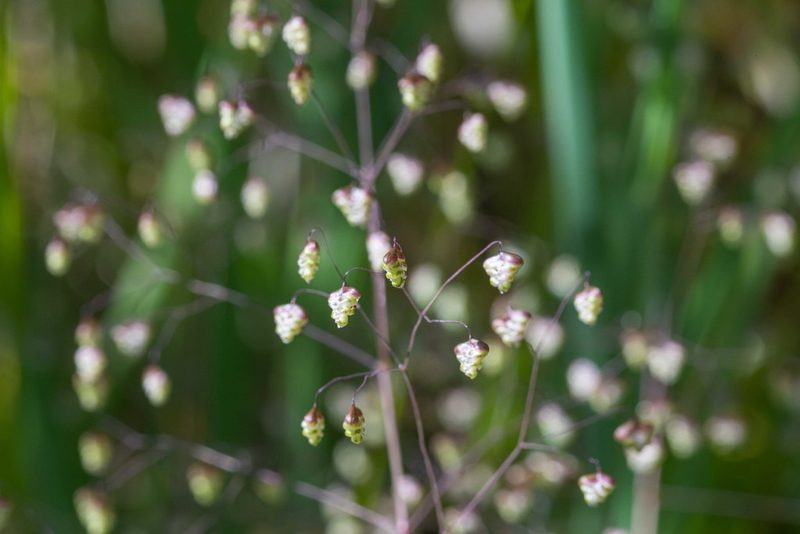 Briza minor, photographed by Jeremiah Degenhardt