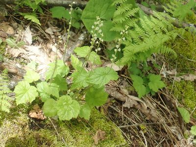 Mitella diphylla, photographed by Lynn Harper