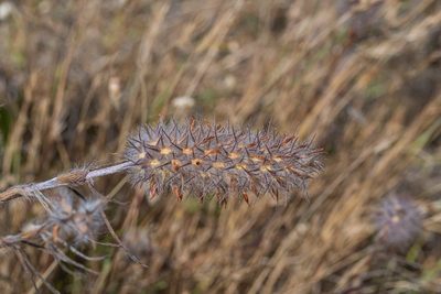 Trifolium angustifolium, photographed by Jeremiah Degenhardt