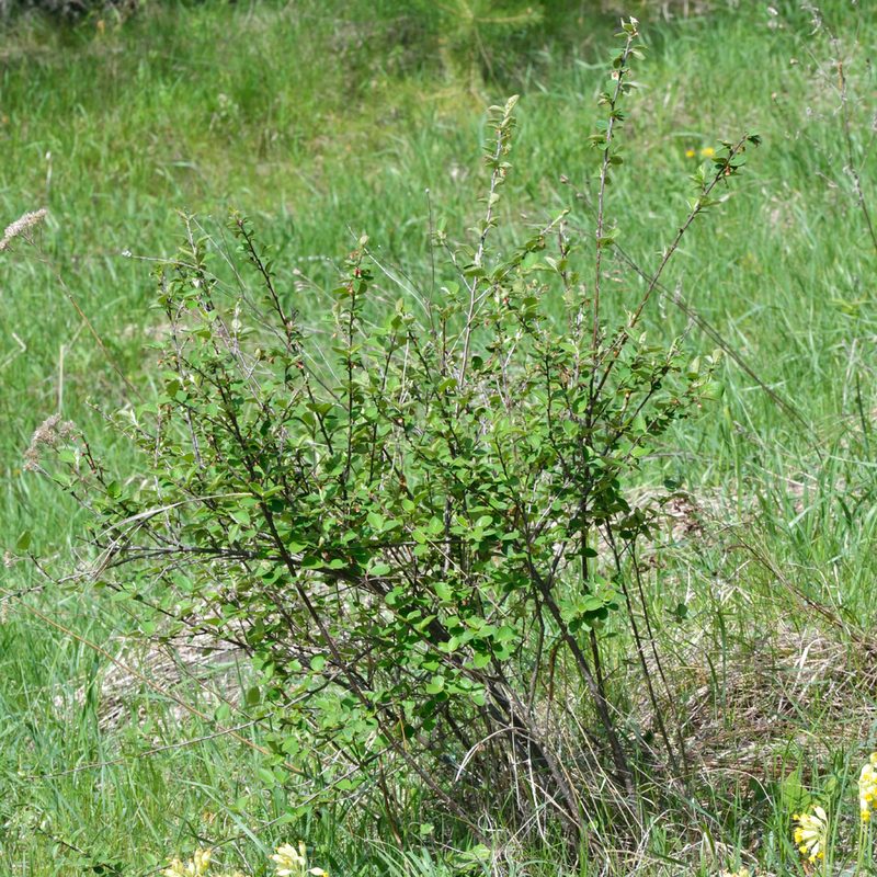 Cotoneaster alaunicus, photographed by Fyodor Pudovikov