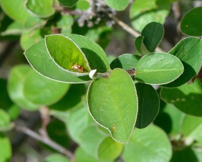 Cotoneaster alaunicus, photographed by Fyodor Pudovikov
